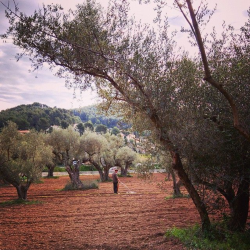 Jean-Marc watering his young vines at Mas des Brun (c) Kristin Espinasse