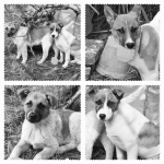 Mica vi ho parlato di qui quo qua