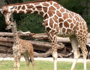 Giraffes