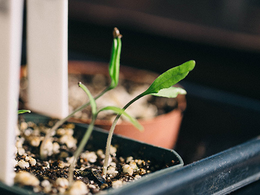 Heirloom tomato seedlings in a window