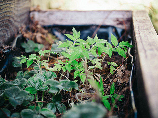 Volunteer tomato seedlings