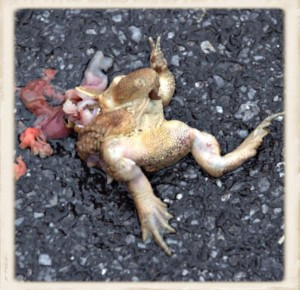 Roadkill Frog for Blog