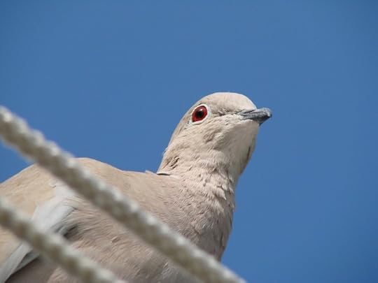 Dove. CC0 via Pixabay.
