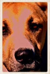 Blue the Lonesome Dog Closeup (Framed)