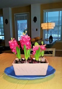 Spring in a pink pot (2)