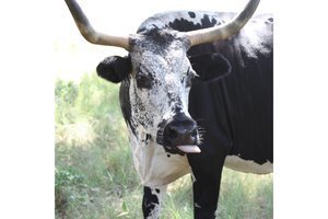 Got to be a western if it's got a bull on the cover!