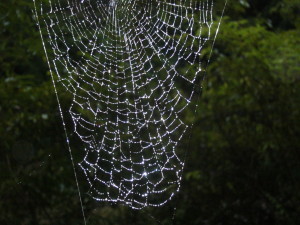 web