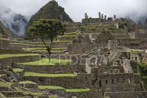tree-machu-picchu-peru-inca-ruins