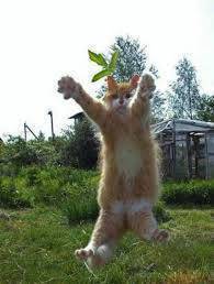 11039594_891981634186632_366006636_n