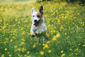 11008857_891981790853283_2071790784_n