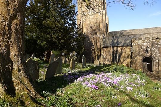 A crocus carpet in the village church yard
