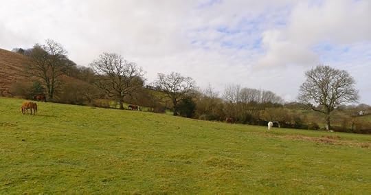 Ponies grazing below Meldon Hill