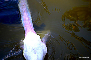 This photo has nothing to do with anything on this post, but I just like how I grabbed a shot of this pelican right as it opened its mouth to try to capture and eat a rather large turtle! I miss my camera!