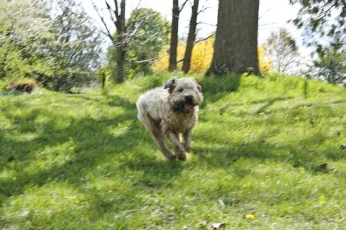 Grady, soft-coated Wheaton terrior, enjoying spring day