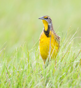 Meadowlark, Eastern Meadowlark
