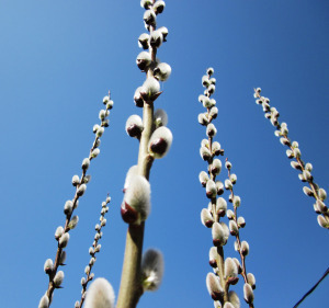 Pussy Willow