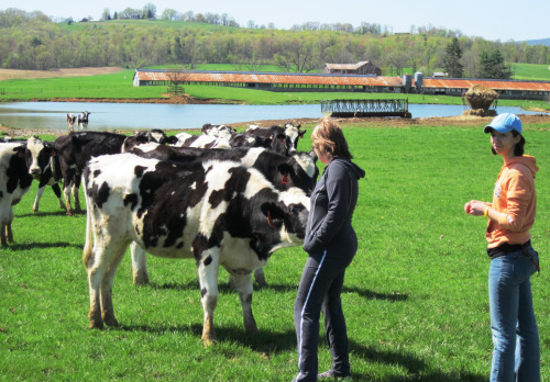 Beth, Elise, and Cows