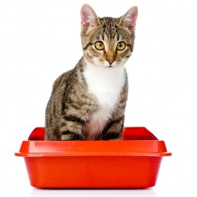 cat-litter-box