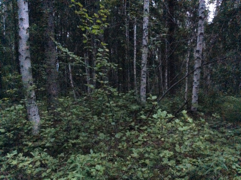 Fairbanks forest at midnight
