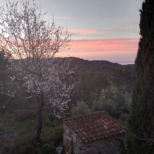 Almond-blossoms-landscape