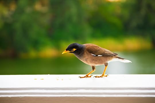eating bird