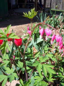 bleeding heart