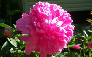 peony