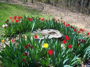 tulip circle