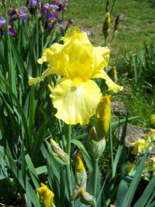 yellow iris