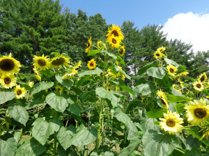 sunfleurs