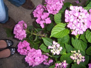 wedding hydrangea