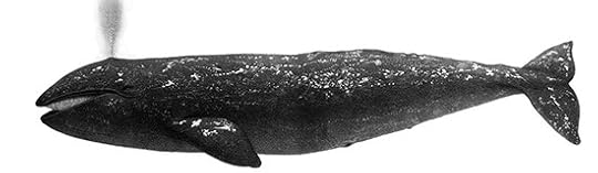Engraving of gray whale by Charles Scammon, 1872
