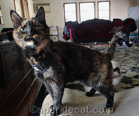 This was so subtle my human did not know it was out of focus until she uploaded it