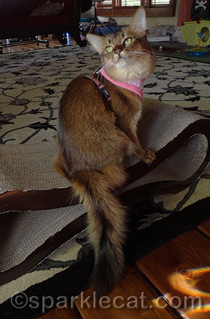 I am pretending to be a fancy aristocat!