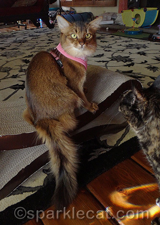 There's always a critic