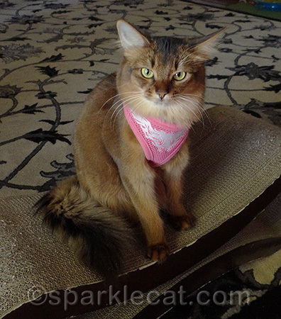 Right now I feel like an annoyed fancy aristocat.