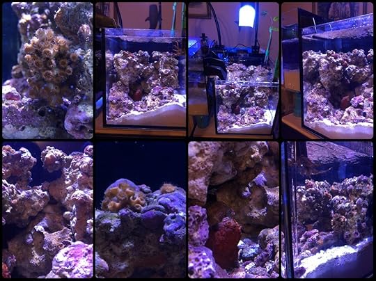 Reeftank10g-TampaBayAquacultureLiveRock