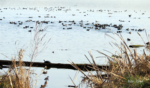 All are embracing March's sun-rays in the nature preserve.