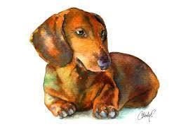daschund