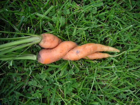 carrot-sex