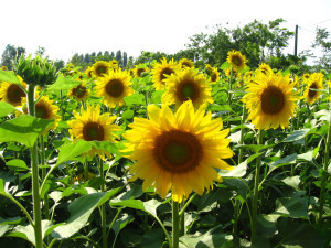 Sunflowers for Fukushima