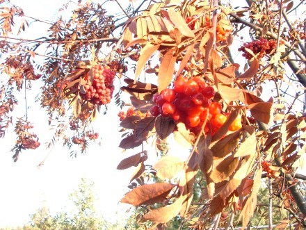 Oregon Thanksgiving 2014 039