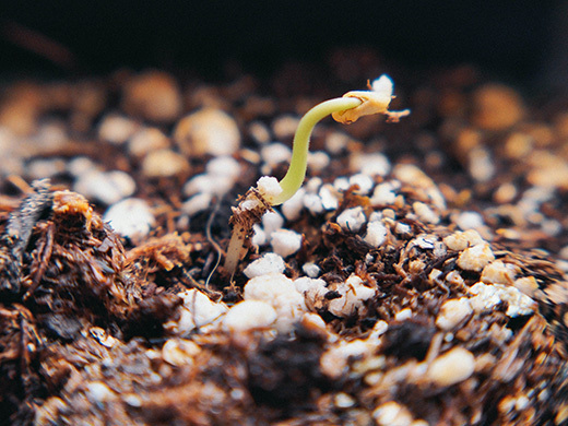 Emerging seedling