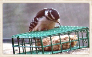 Female Downy Woodpecker LS 2 (Framed)