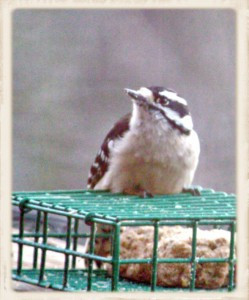 Downy Woodpecker P 1 (Framed)