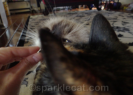 Don't worry - Boodie still got her treat
