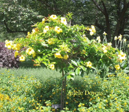 LongwoodGardensYellowTree copy