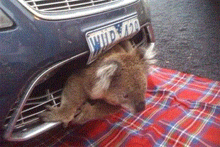  photo Koala in fender_zpsmqrtddsd.gif