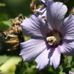 bee on purple flower