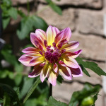 purple and yellow daisy